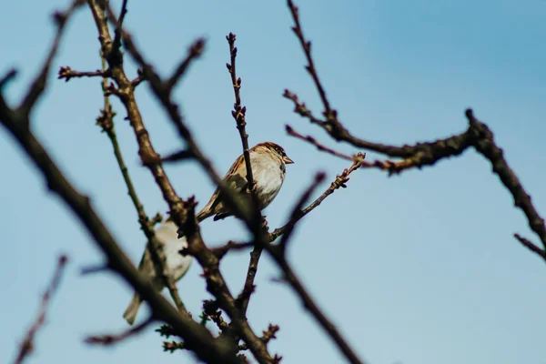 Plan Angle Bas Bel Oiseau Assis Sur Les Branches Arbre — Photo