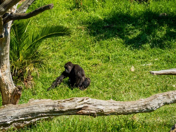 Ein Kleiner Schwarzer Gorilla Sitzt Einem Hellgrünen Feld — Stockfoto