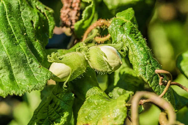 Eine Selektive Fokusaufnahme Der Haselnusspflanze — Stockfoto