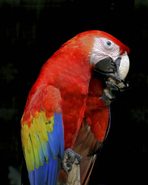 Plano Vertical Colorido Loro Guacamayo Sobre Fondo Negro — Foto de Stock