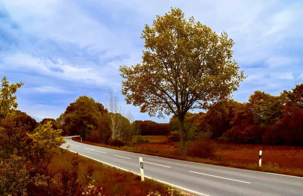 Bellissimo Scatto Una Strada Circondata Alberi Autunnali Dorati — Foto Stock