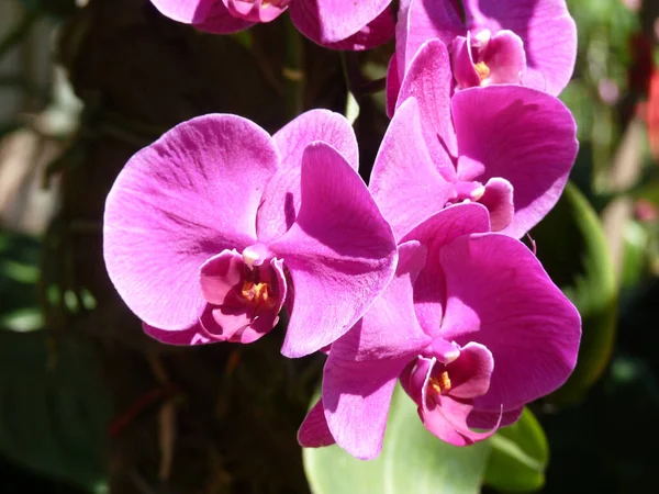 Egy Közeli Kép Gyönyörű Orchideákról Virágzik Kertben — Stock Fotó