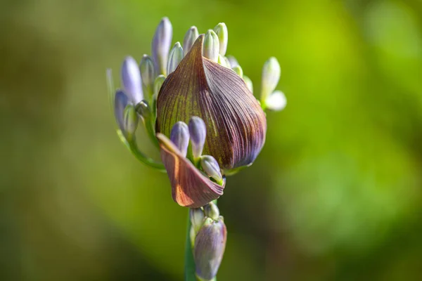 Eine Selektive Nahaufnahme Einer Lila Agapanthus Blume Einem Park — Stockfoto
