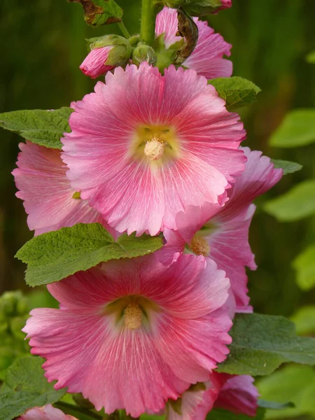 庭に咲く美しいピンクのHollyhockの花の選択的なフォーカスショット — ストック写真