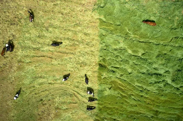 Luftaufnahme Von Kühen Auf Einer Wiese Bei Tag — Stockfoto