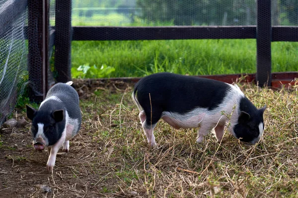 Uma Bela Vista Adorável Dois Porcos Pretos Brancos Uma Fazenda — Fotografia de Stock