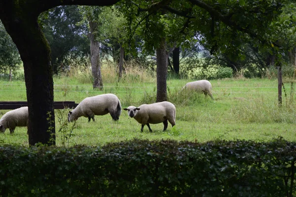 Egy Közeli Felvétel Fekete Arcú Bárányokról Mező Közepén Miközben Füvet — Stock Fotó