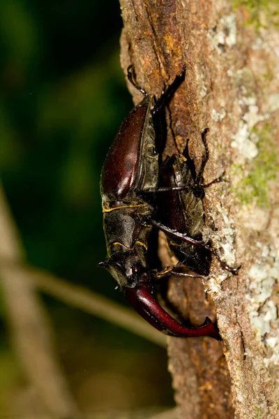 Nahaufnahme Eines Fliegenden Hirschkäfers Einem Baumstamm — Stockfoto