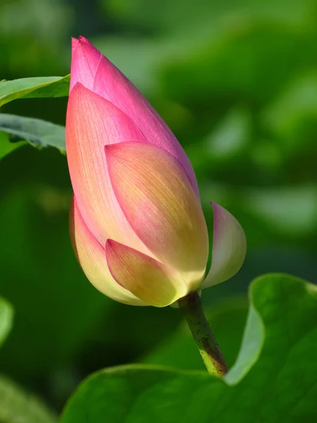 Ένα Κάθετο Πλάνο Ενός Ανθισμένου Ροζ Λουλουδιού Λωτού — Φωτογραφία Αρχείου