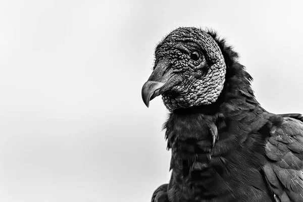 一只黑色秃鹫的特写灰度镜头 — 图库照片