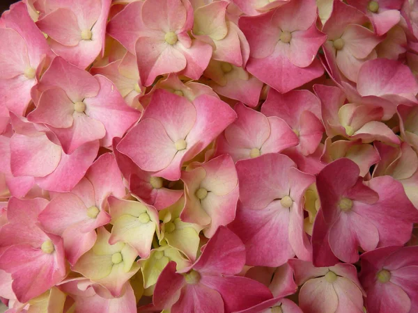 一张粉红色花朵的特写照片 — 图库照片