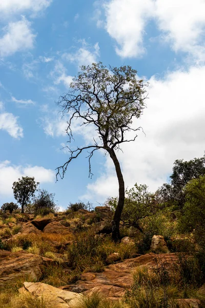 Tarladaki Bir Ağacın Dikey Çekimi Doğal Arkaplan Için Mükemmel — Stok fotoğraf