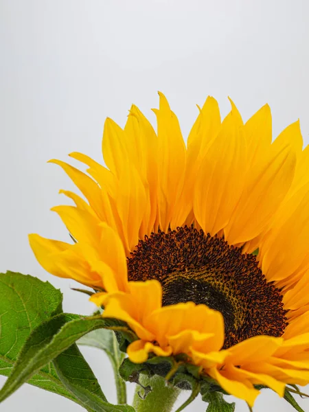 Eine Vertikale Nahaufnahme Mit Selektivem Fokus Einer Gelben Sonnenblume Vor — Stockfoto
