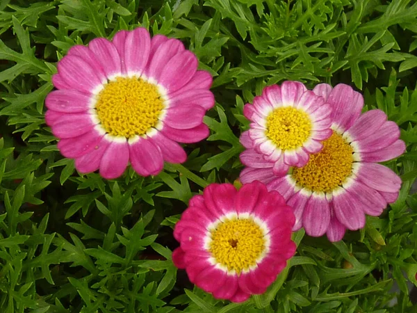 Grande Ângulo Close Flores Rosa Pyrethrum Crescendo Jardim — Fotografia de Stock