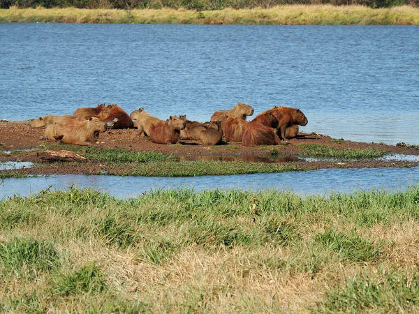 Bir Grup Capybara Gündüz Vakti Gölde Takılıyor — Stok fotoğraf