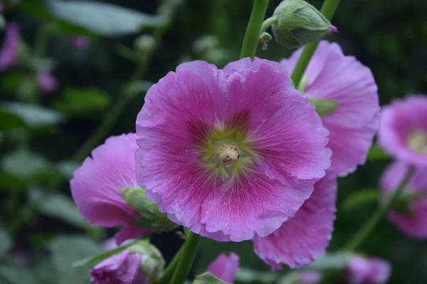 庭でハリホックスとしても知られているAlceaと呼ばれる開花植物のフロントビューのクローズアップショット — ストック写真