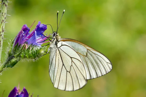 Tiro Foco Seletivo Branco Veias Pretas Borboleta Aporia Crataegi Uma — Fotografia de Stock