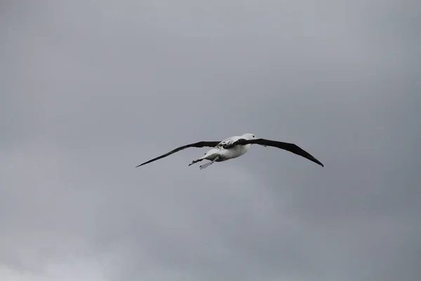 Nothern Royal Albatross Flying Grey New Zealand Sky — Stock Photo, Image