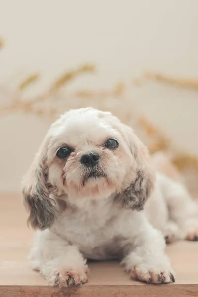 Tiro Vertical Shih Poo Sentado Casa — Fotografia de Stock