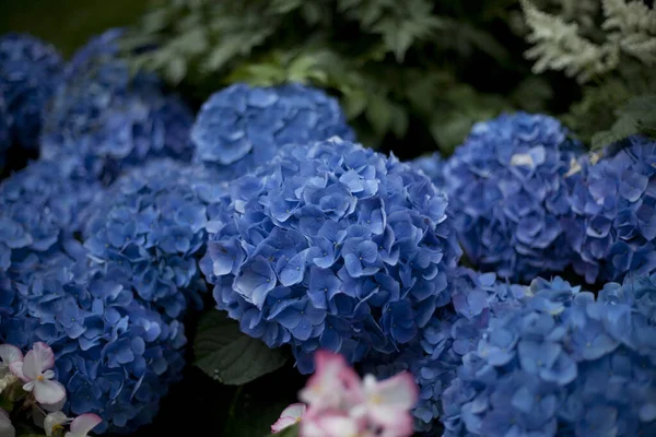 Primer Plano Enfoque Poco Profundo Flores Azules Hortensias Jardín — Foto de Stock