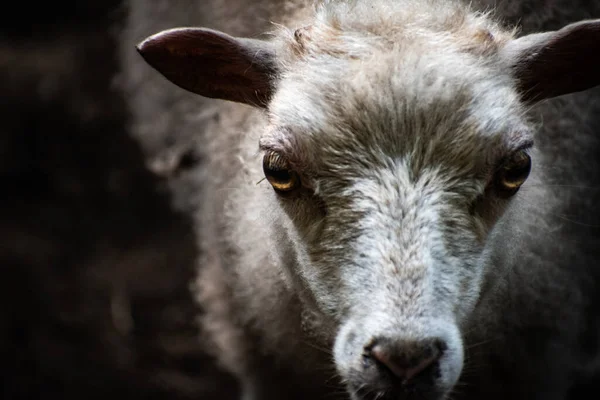 Tiro Close Uma Cabra Com Pele Branca Marrom Olhos Castanhos — Fotografia de Stock