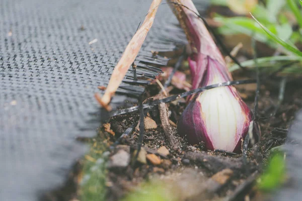 Selektiv Fokusering Skott Röd Schalottenlök Plantering — Stockfoto