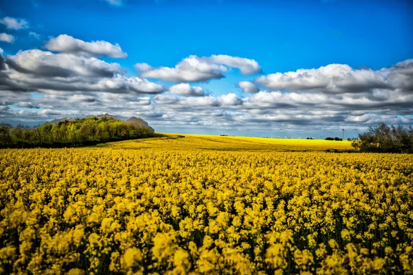 Vacker Bild Ett Fält Gula Rapsfrön Blommor Den Blå Himlen — Stockfoto