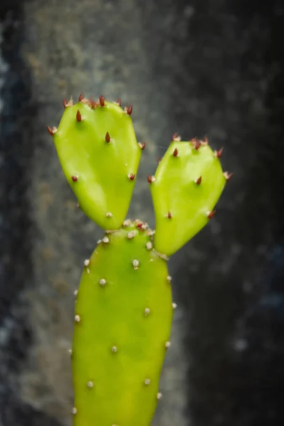 A vertical shot of prickly pear cactus