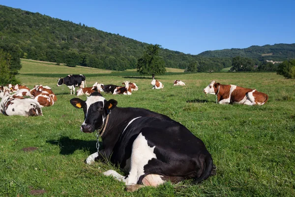 春にフランスでグリュイエールチーズ用の牛乳を生産する牛の群れ — ストック写真