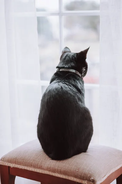 Μια Κάθετη Κοντινή Λήψη Μιας Μαύρης Γάτας Κάθεται Μια Καρέκλα — Φωτογραφία Αρχείου