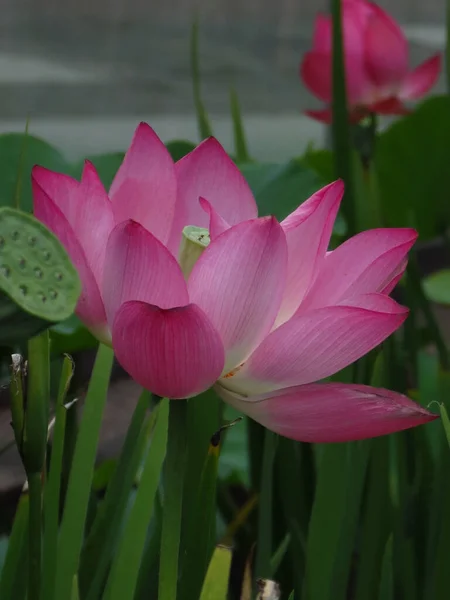 Ένα Κάθετο Πλάνο Από Ροζ Θεϊκό Λουλούδι Λωτού Φύλλα Φόντο — Φωτογραφία Αρχείου