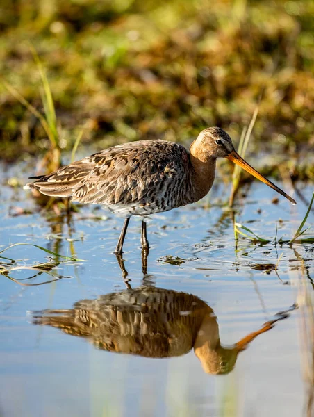 Foco Vertical Raso Close Tiro Pequeno Pássaro Godwit Uma Lagoa — Fotografia de Stock