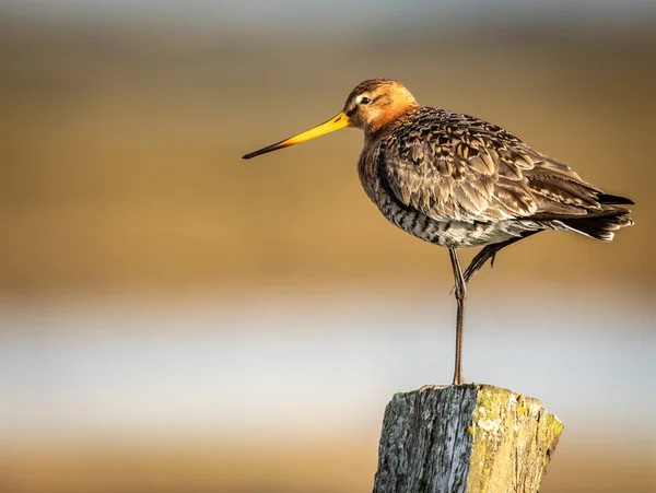 Plan Rapproché Petit Oiseau Godwit Debout Sur Une Jambe Sur — Photo