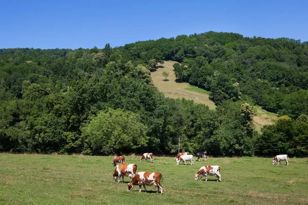 Стадо Коров Производящих Молоко Сыра Gruyere Франции Весной — стоковое фото