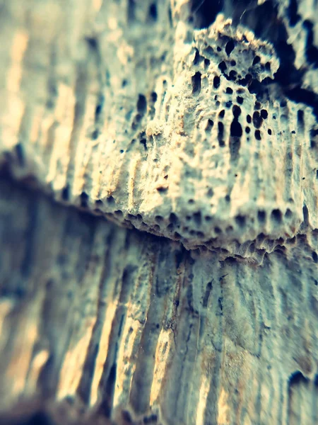 Vertikal Närbild Skott Ett Träd Bark — Stockfoto