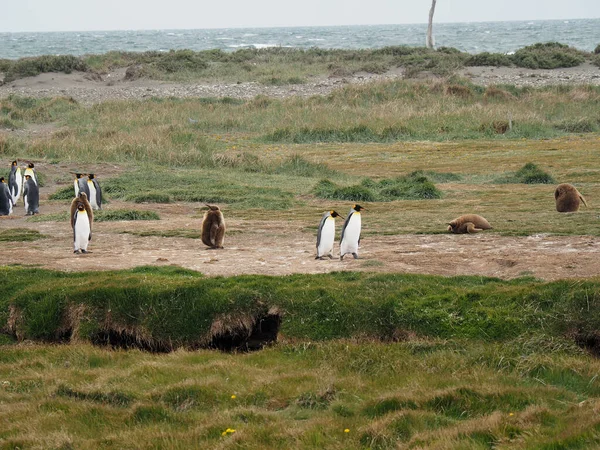 在白天捕获的田野里散步的企鹅 — 图库照片