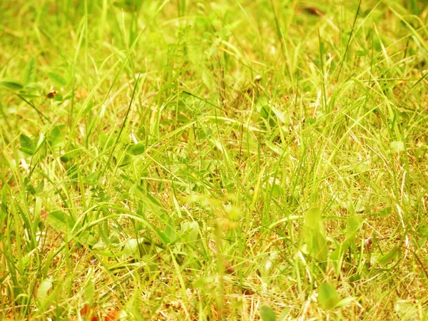 Gros Plan Feuilles Herbe Verte Fraîche — Photo