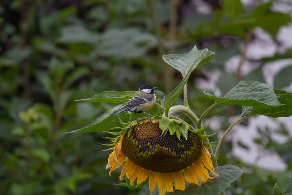 Selektiv Fokusbild Fågel Solros — Stockfoto