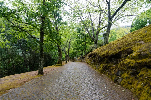 葡萄牙典型的砖路被树木环绕的美丽照片 — 图库照片