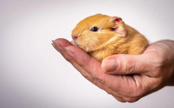 Closeup Shot Baby Guinea Pig Palm Person White Background — Stock Photo, Image