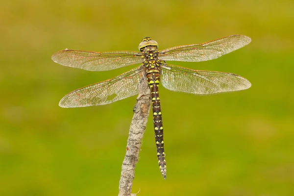 Mise Point Sélective Une Libellule Aeshna Juncea Sur Fond Vert — Photo