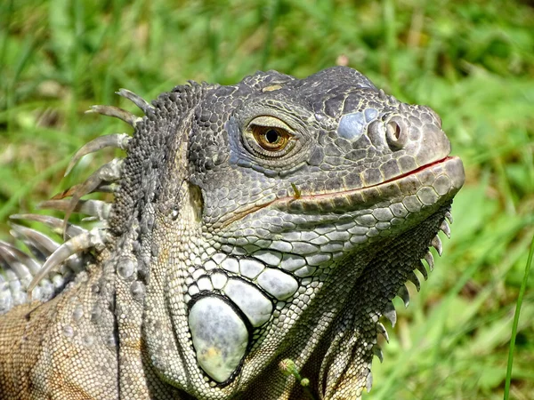 Tiro Foco Seletivo Lagarto Sentado Grama Verde — Fotografia de Stock