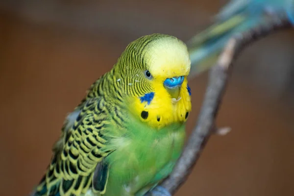 Selektiv Fokusbild Grön Gul Budgerigarpapegoja Gren — Stockfoto