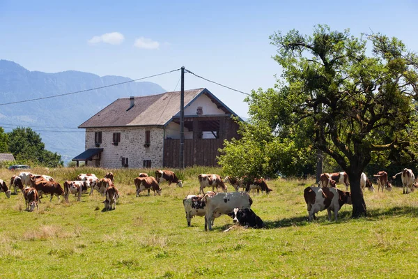 Eine Rinderherde Die Frühjahr Frankreich Milch Für Den Gruyère Produziert — Stockfoto