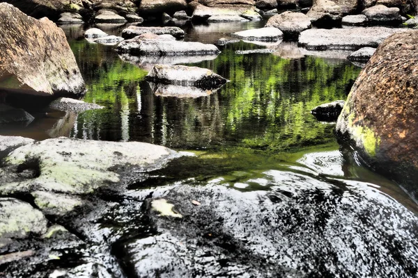 森の中の小川の美しいショット — ストック写真