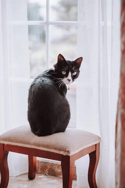 Een Verticaal Close Shot Van Een Zwarte Kat Zit Een — Stockfoto