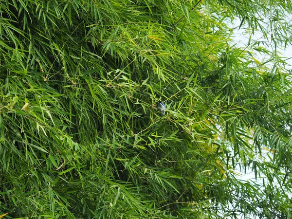 Een Close Van Bladeren Van Een Plant Overdag Gevangen — Stockfoto