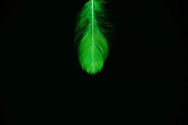 在黑色背景上隔离的绿色羽毛 很适合墙纸 — 图库照片
