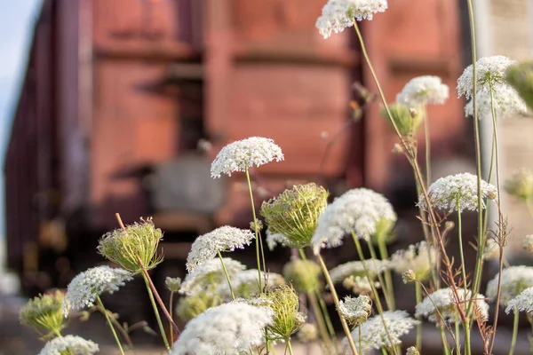 Parkta Büyüyen Beyaz Yarrow Çiçeklerinin Seçici Odak Noktası — Stok fotoğraf