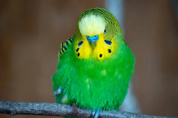 Selektywne Ujęcie Ostrości Zielonej Żółtej Papugi Papugi Papużkowej Gałęzi — Zdjęcie stockowe
